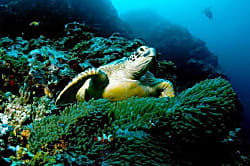 Napili Point Resort # A4