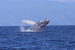 Napili Point Resort # A4