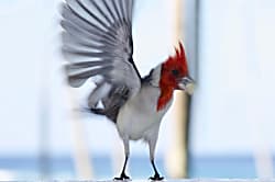 Kiahuna Plantation #25 (building 6)