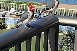 The Whaler Unit #313