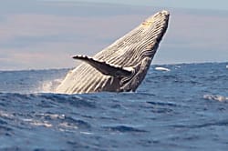 The Whaler Ground Floor