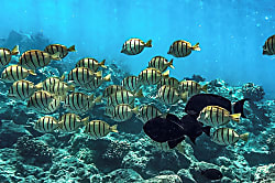 Ocean View in Kihei!