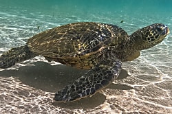 Ocean View in Kihei!