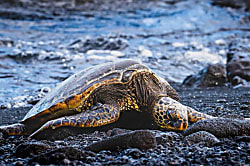 Keauhou Palena #1003