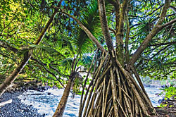 Keauhou Palena #1003