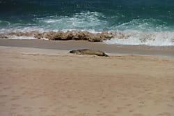 Elegant Resort Hideaway