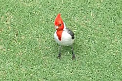 Kauai Beach Villas E3