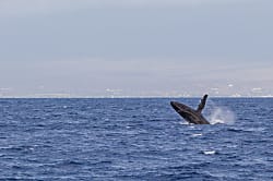 Sugar Beach Resort 312