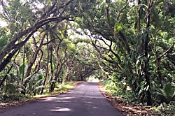 Starlit Skies of Kalapana
