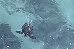 Beach Front-Corner Spoil You!