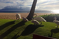 The Whaler 9th Floor Unit