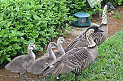 Haleakamanu-Hanalei Bay Villas