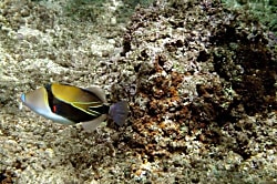 Haleakamanu-Hanalei Bay Villas