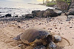 Island Sands, Maalaea, Maui