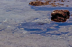 Vista Waikoloa Rental