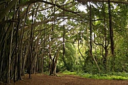 Kuilima Estates West 2nd Floor Condo