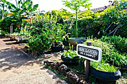 Pono Kai Resort Garden View Condo Kapaa
