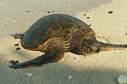 Keauhou Punahele 2BR