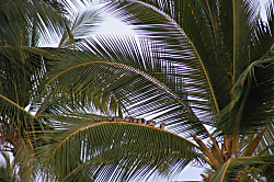 Keauhou Punahele 2BR