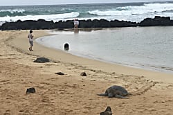 Kiahuna Plantation #151 (building 23)