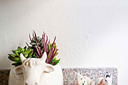 Lio Ka Hale (The Horse House)