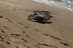 Kahana Reef Unit 115