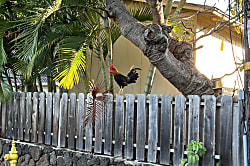 Kiahuna Plantation - Building 20