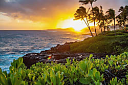 The Turquoise Turtle