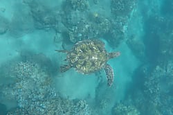 Kamaole Beach Royale Unit 509