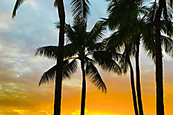 Royal Aloha Apartment