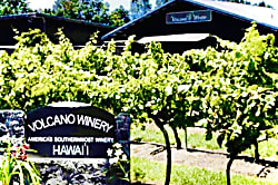 Gigi's Volcano Cottage