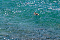 Poipu Oceanfront Paradise Condo 