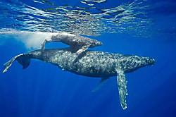 Maui Kaanapali Villas C155 