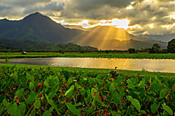 Hanalei Bay Resort 7308