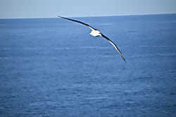 Alii Kai Ocean View Condo