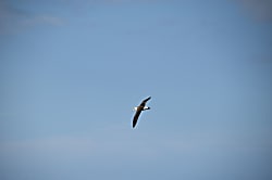 Alii Kai Ocean View Condo