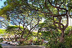 Mahana at Kaanapali Resort Unit 808