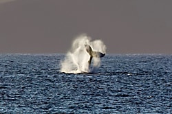 Penthouse Corner - Hololani