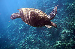 Maui Sands Seaside 708