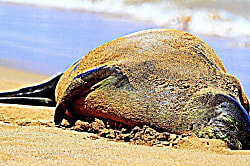 Maui Sands Seaside 708