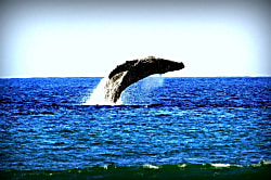 Maui Sands Seaside 715