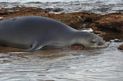 Maui Sands Seaside 715