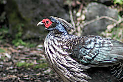 Hale Mauka Rainforest Retreat