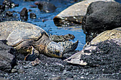 Hale Mauka Rainforest Retreat