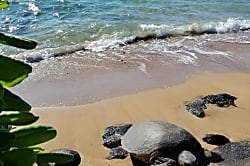 Gitel's Place at Pikake