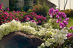 Waiohuli Beach Hale Condo