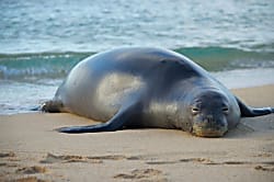 Waipouli Beach Resort D 308