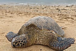 Waiohuli Beach Hale Ground Floor