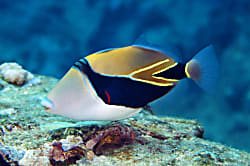 Wailua Bay View Unit