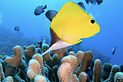 White Sands Beach Condo #324